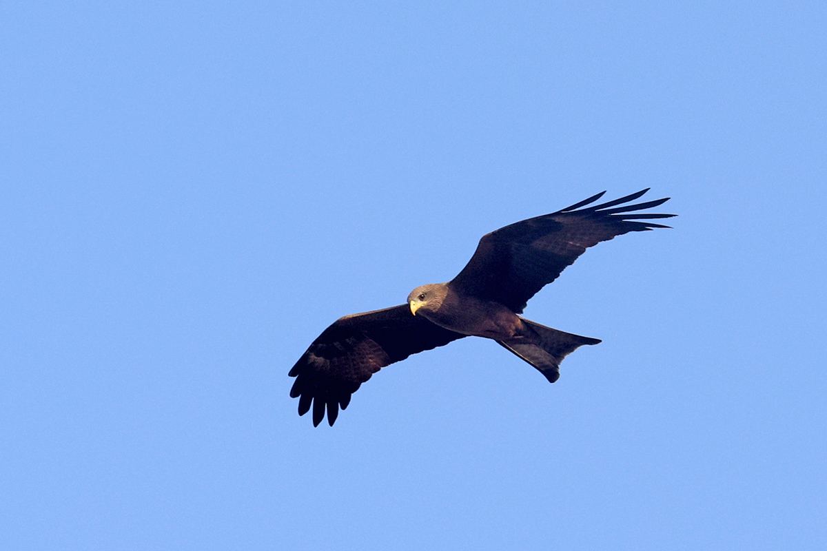 Yellow-billed Kite